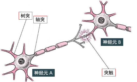 SignalPlus：浅谈深度神经网络